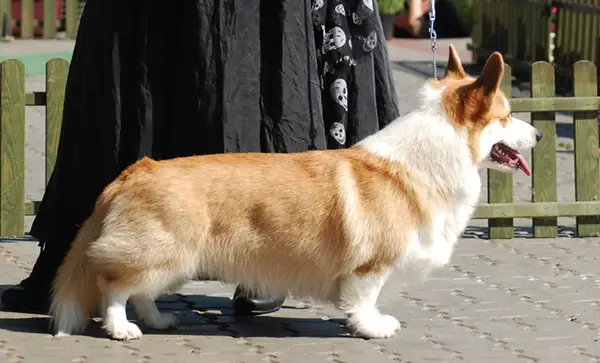 PL JUN CH, PL CH Vellico's MISTER TWISTER