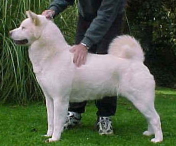 Anshee The Beekeeper