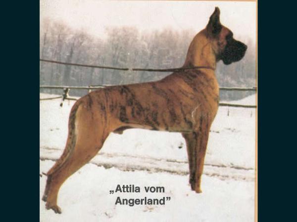 Attila Vom Angerland 10/05/1979