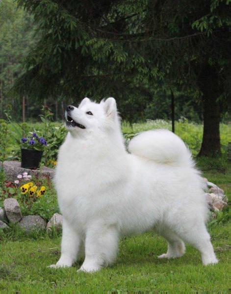 LTJCH,HRJCH, LVJCH, LTCH, LVCH, ESTCH,BALTCH, BLRCH Smiling Miracle Basic Instinct