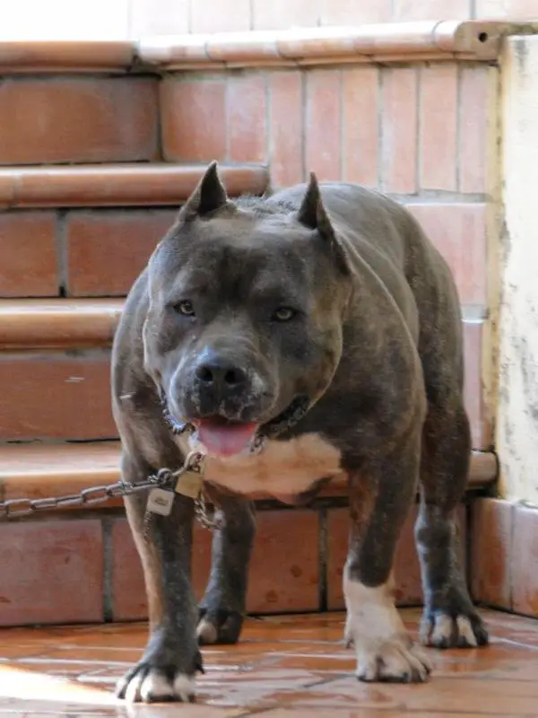 Eros Cães do Leste