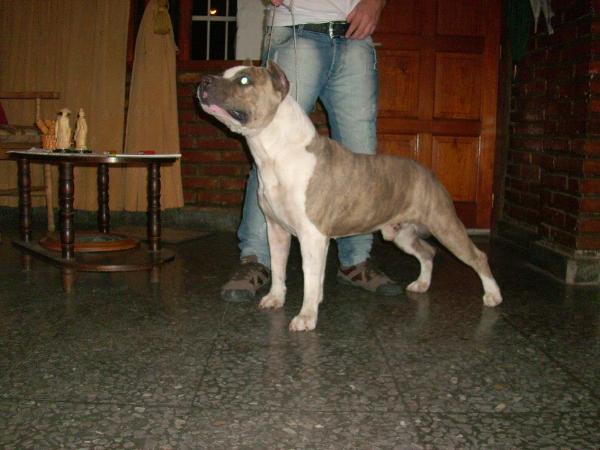 Tatu Allqu Sacha