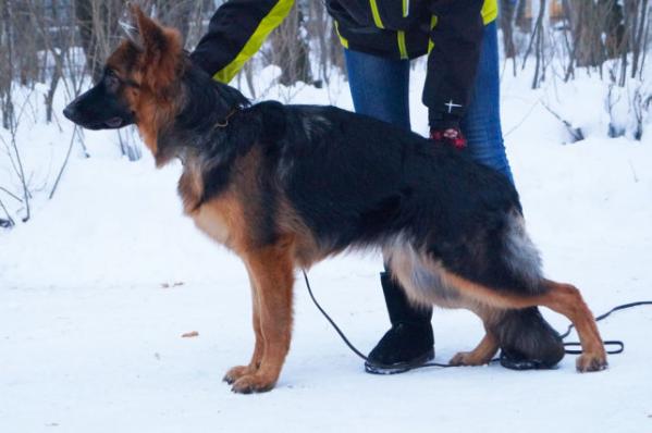 Blitts Artig Dagira