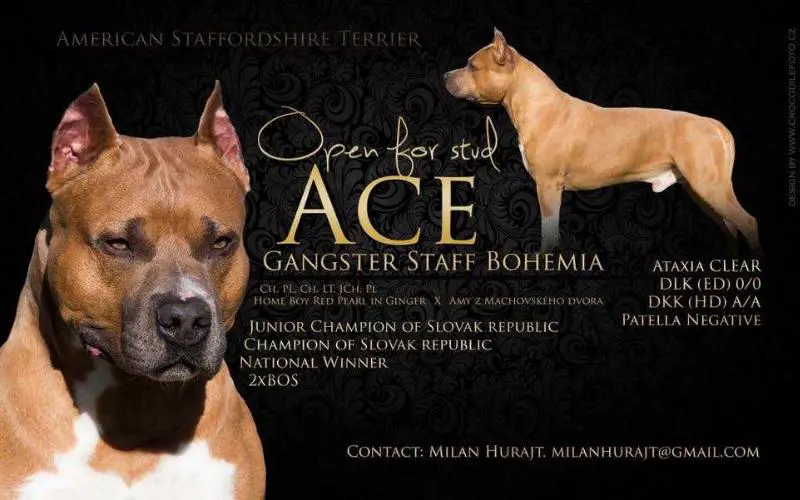 CH. JCH. Ace Gangster Staff Bohemia