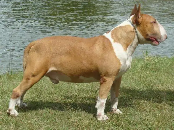 Othelo Mori de Sipan