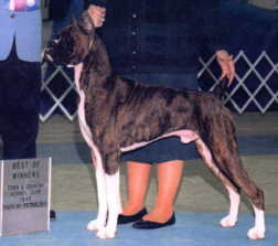 CH Rosewood's Show Buster