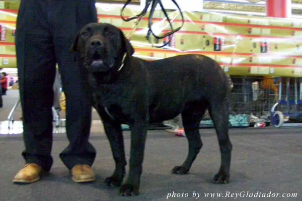 Nona de Barnacan Bull