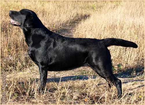 С.I.E. Night Single Crystal Smile