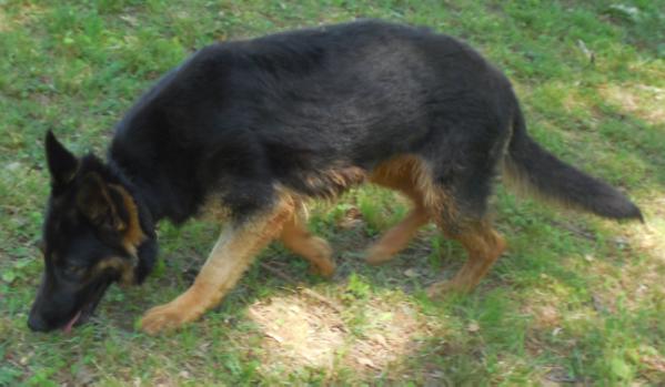 Whitlock's Reba vom Superior Haus