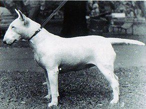 BACCARA VERVA
