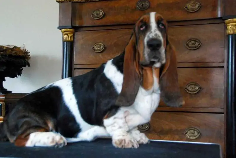 NewDown Bassets Ornella Vanoni