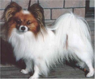 CH (NZ) Tussalud Strands of Gold