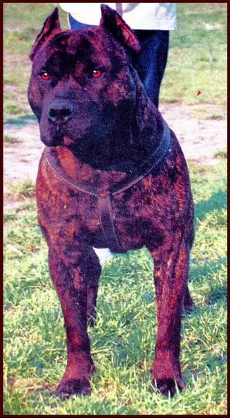 Black Devil (brindle) by Heavy Metal
