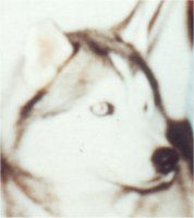 Innisfree'S cutty macguire