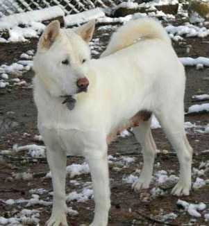 Linshane Tenshi Of Tamarasfarm