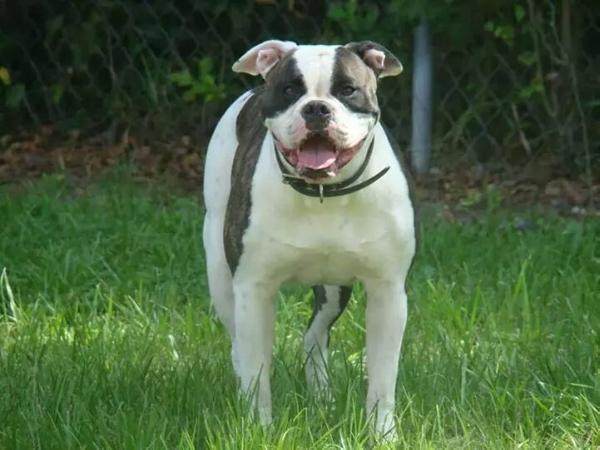 CFBs DEADPOOL aka Panda @DHAB