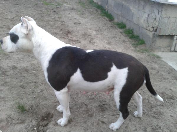 Imun Blackstaff Ariel