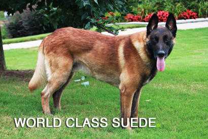 Worldclass Suede