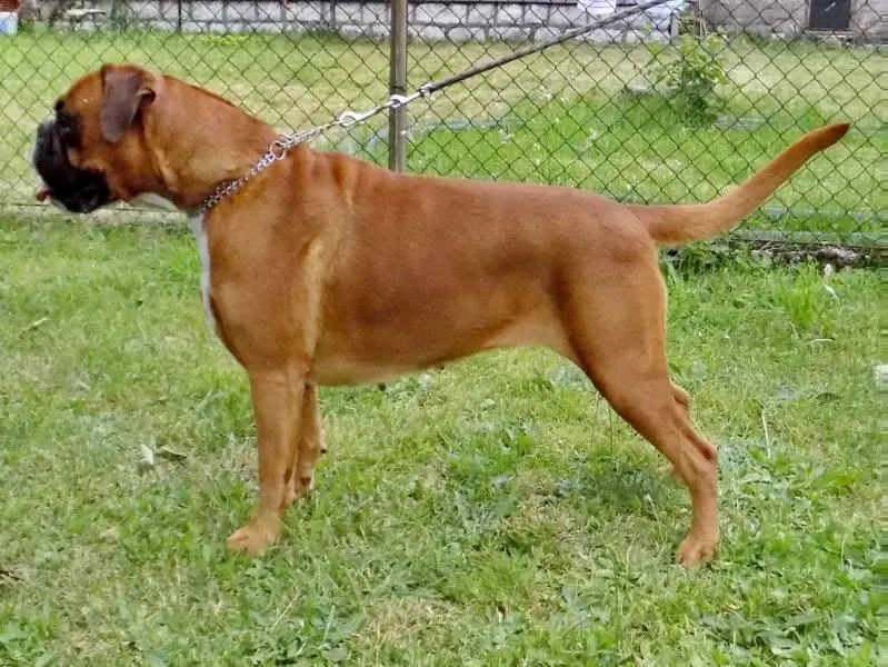 YCh.MNE Ch.MNE Monica Nik-Box