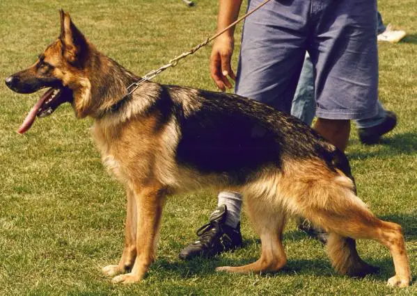 V Uskaya vom Terdannenhof