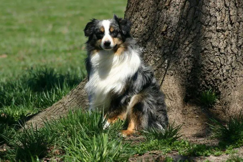 Bullock's Hoosier Daddy