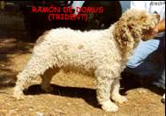 Ramon de Domus