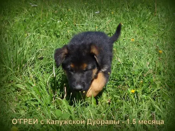 O'GREY s Kaluzhskoy Dubravy