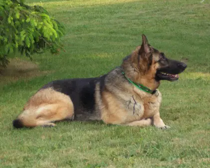 Appleridge's Cherise