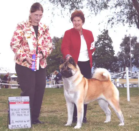 AKC CH Tylin Twice Chy At Apex