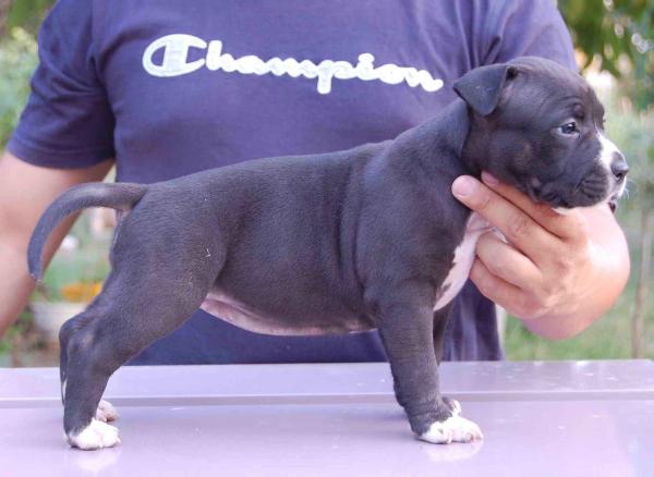 Sidney Champion Of Rings