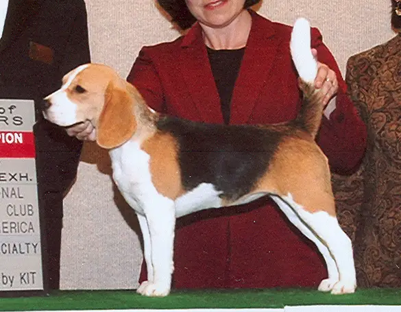 CH Beowulf Talbot Hill Grace Note