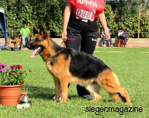VA4 (SG PERÚ 2014) Enggie Von Der Villgib