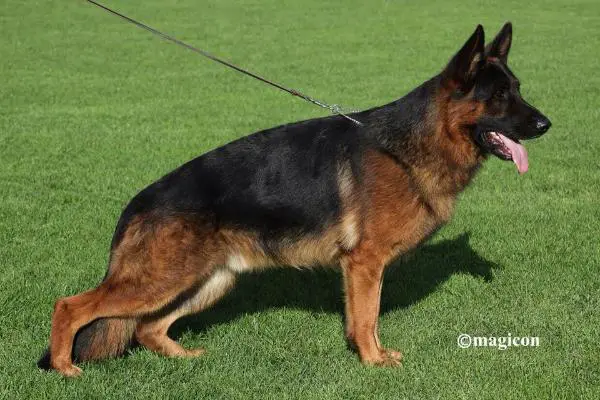 World vet. winner,VA1TR,VA2 NL,V24(BSZS)2016, Vet. Champ. CZ Karlo vom Team Arlett