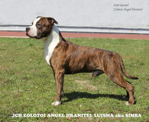 JEuropeViceWinner, JPolandWinner, JCH RUS, CH RUS, CLUB Zolotoi Angel Hranitel Luisma