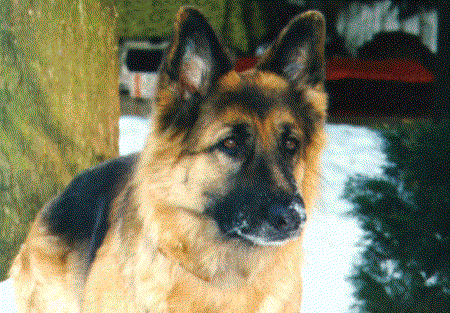Penny vom Limburger Domblick