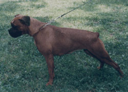 ADA v.d. ROYAL BURG