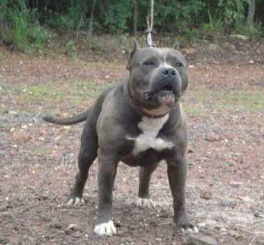 ZEUS MOLOSSO DI JERIVA (RUSSO)