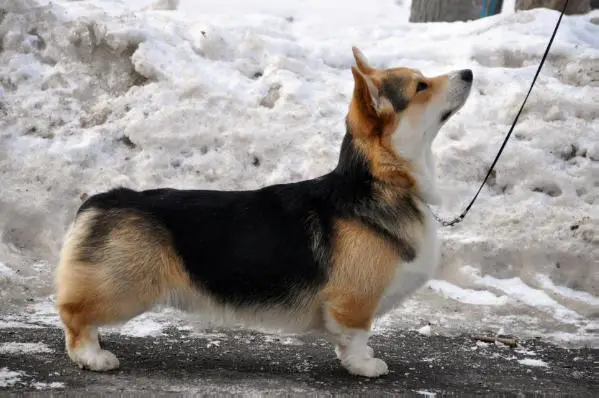 RUS JCH, RUS CH Hailait’s Santorin