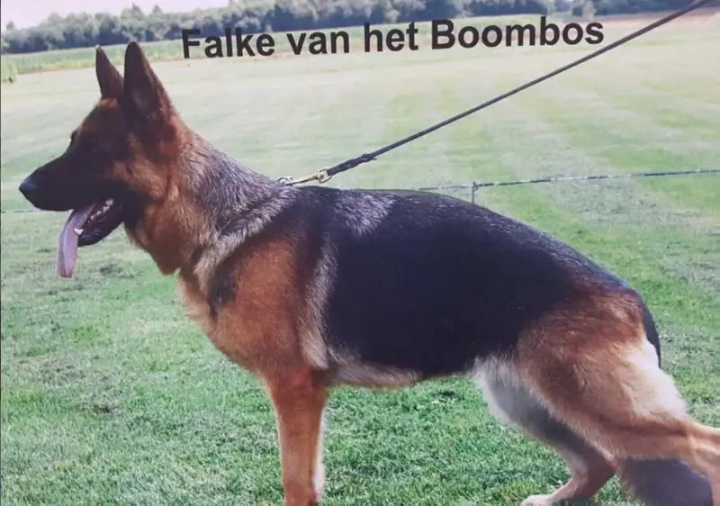 V (Lebzeit / for Life) Falke v.h. Boombos