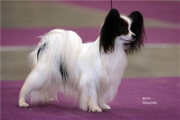 INT CH,RUS,MLD,LT,RO,BL,MAC,CW,GAND,UKR,5RKF,BEL,MLTJCH Semicvetik Milt Milton