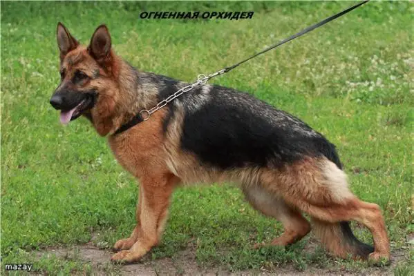 CH KAZ, CH KG Ognennaya Orhideya