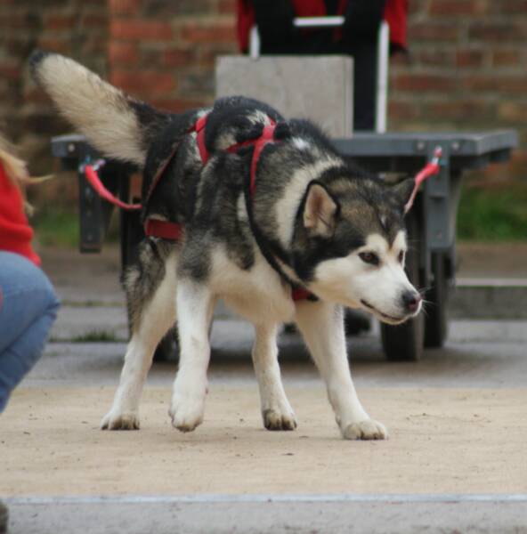 Snowolf Lil' Miss Canuck