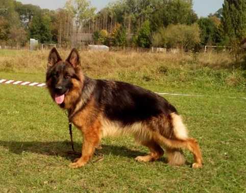 SG1 Romanian Junior Champion Shari von Turenhof