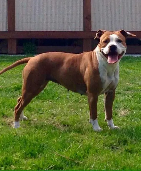 Lievore's Edition Pensiero Stupendo