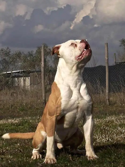 nitrobull's pilu of massimo