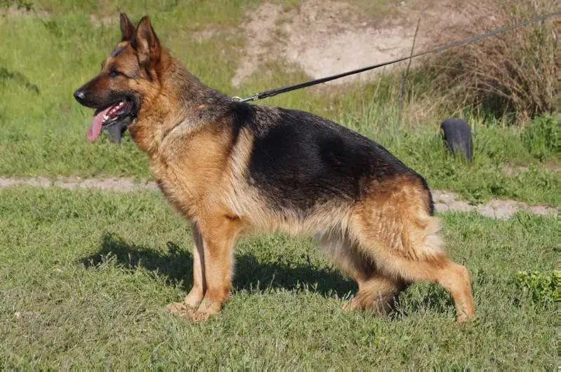 CH Jauza Blumengarten Stamm