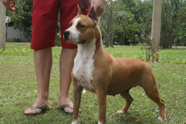 JCH Bohemia do American Pride