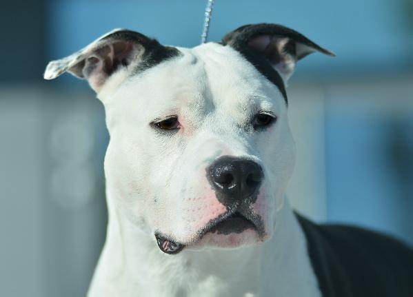 INT CH GR CH MULTI CH Shining Star's Mike Tyson in Anonymous D-E Kennel