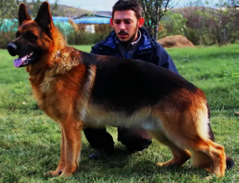 SG5 (RO) Astor von WOLFENWALD