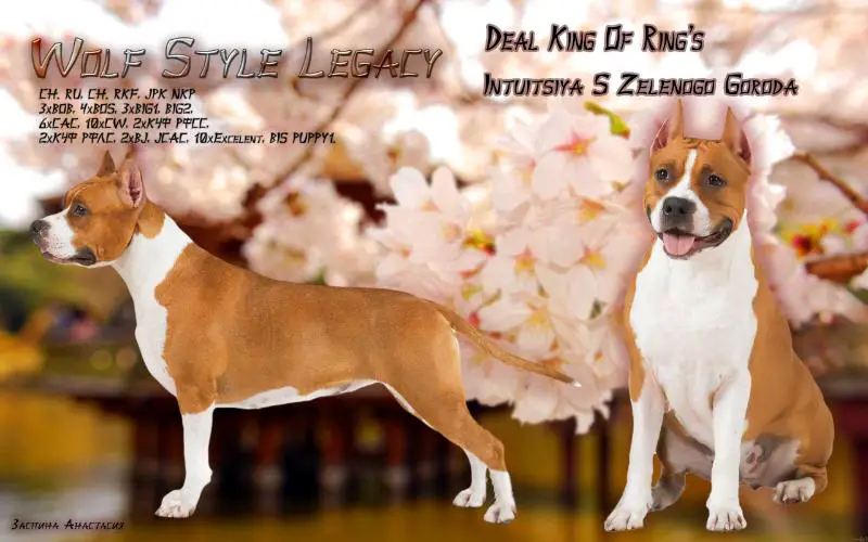 CH RU.CH RKF. Junior Winner of National Club of Breed Wolf Style Legacy